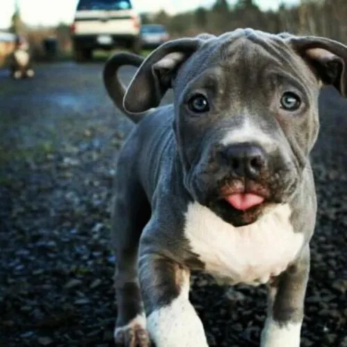 puppy dogs american bull terrier blue nose pit blue nose pitbull ...