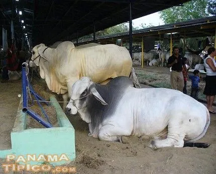 PURA AGRONOMIA: GANADO VACUNO O BOVINO