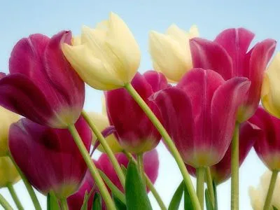 Pura Inspiração: Flores para decoupage - lindas!