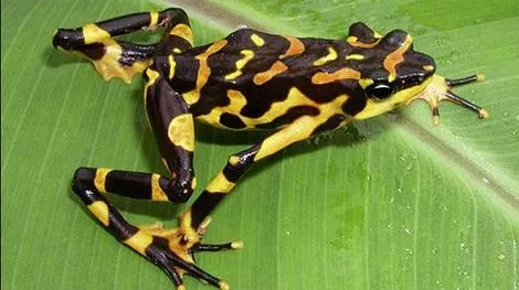 Pura Natural: Rana Arlequín/Sapo Pintado - (Atelopus varius)