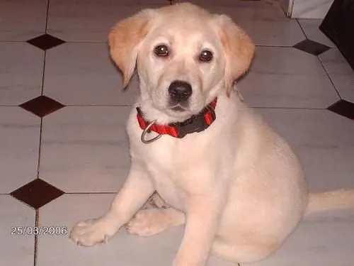 Es puro o me metieron el "perro" ja - (Labrador Retriever ...