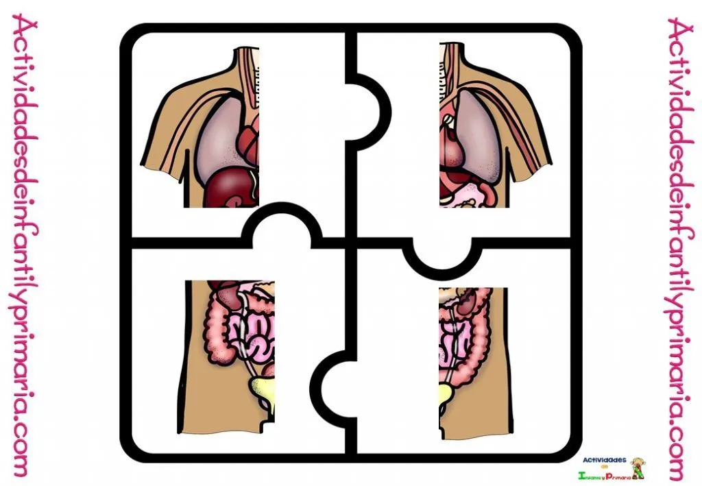 Puzzle para conocer el cuerpo humano