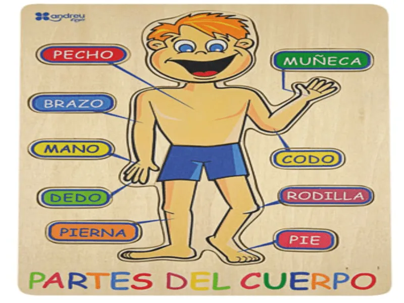 Puzzle de cuerpo humano para niños y sus partes , rompecabezas de