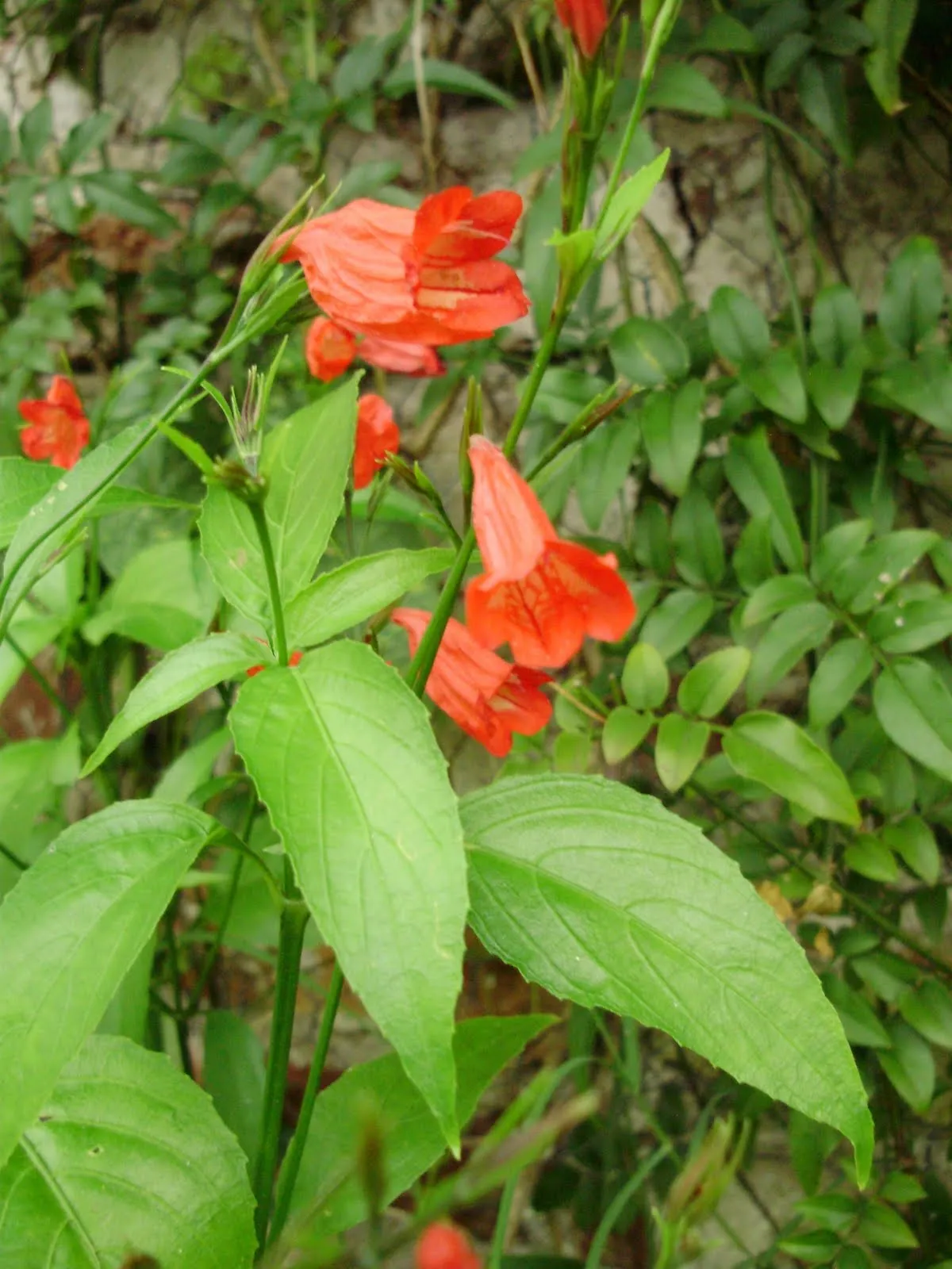 QINTI WASI · PLANTAS NATIVAS DE ARGENTINA