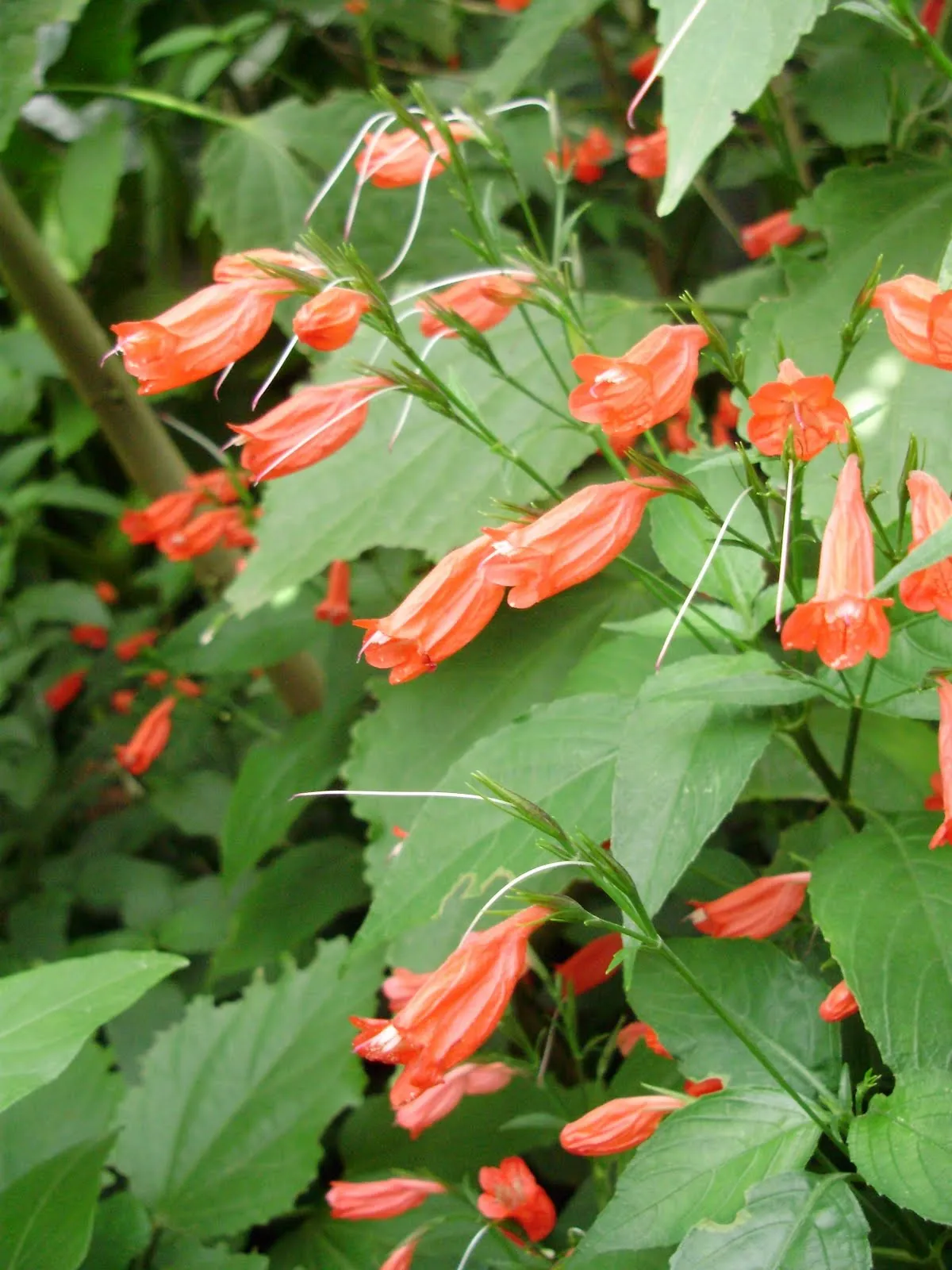 QINTI WASI · PLANTAS NATIVAS DE ARGENTINA