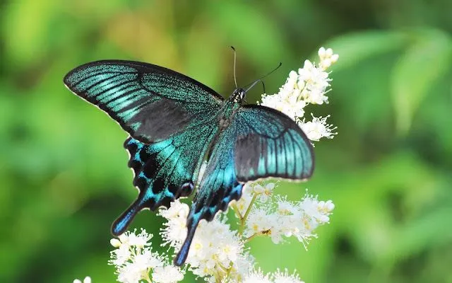 Qoltuq Yaramaz: Mariposas Cola de Golondrina - Mariposas Tigre