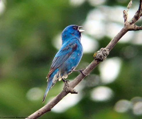 QUE, QUIEN, DONDE Y POR QUE: ¿POR QUE LOS PAJAROS CANTAN?