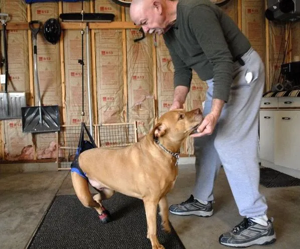 que4patas: Craig Mosher y Loois una pit bull paraplejica y peleas ...