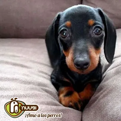 Todo lo que querías saber de los perros Salchicha (Dachshund ...