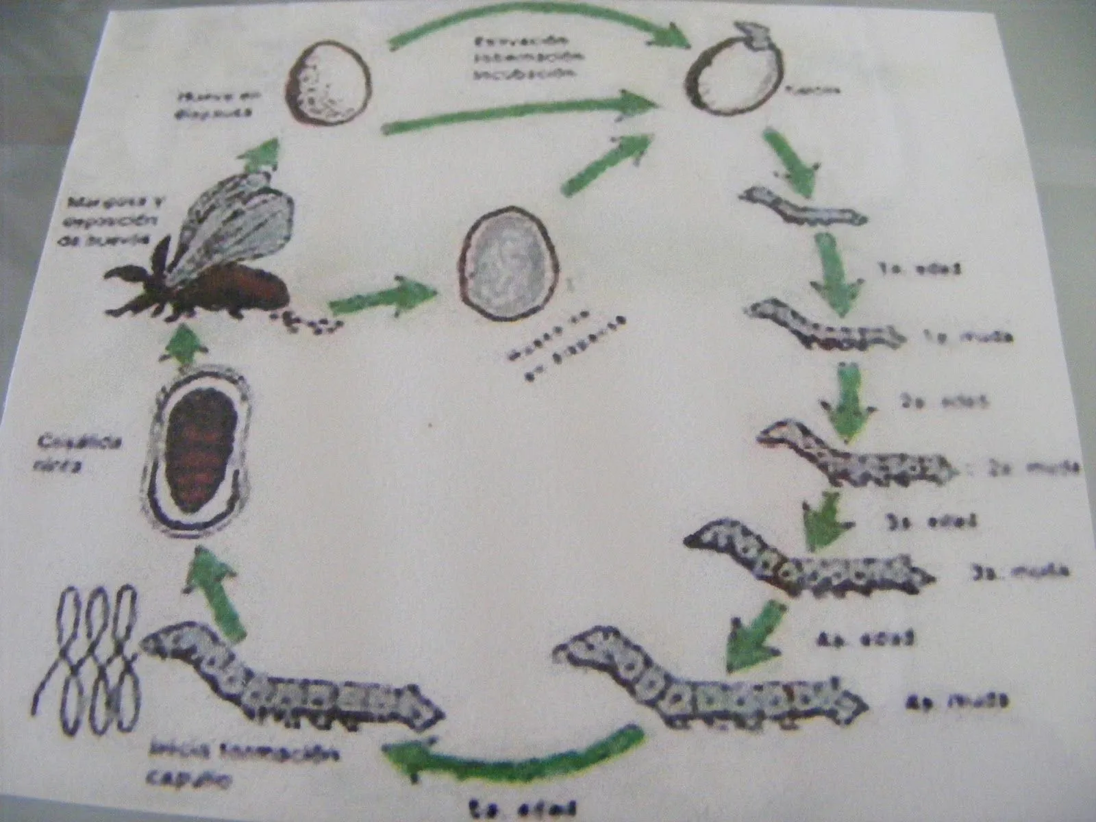 QUERIENDONOS CADA MINUTO: El ciclo de la mariposa