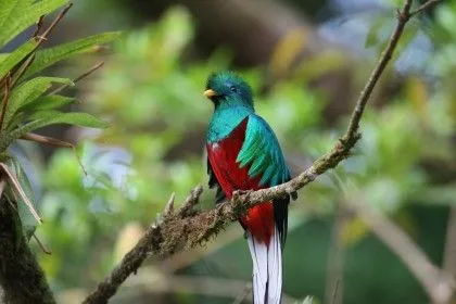 El Quetzal | Animal Family
