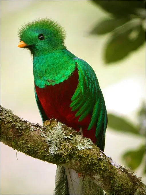 Ave nacional de guatemala para colorear - Imagui