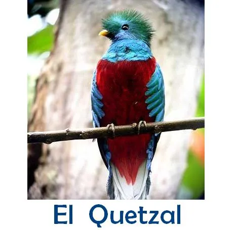 El Quetzal | Miblogchapin's Blog