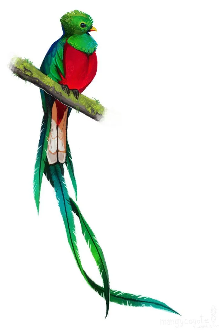 Quetzal | :o | Pinterest