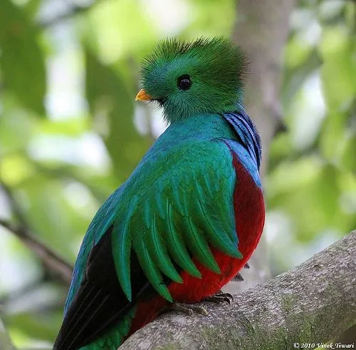 quetzal | Tumblr