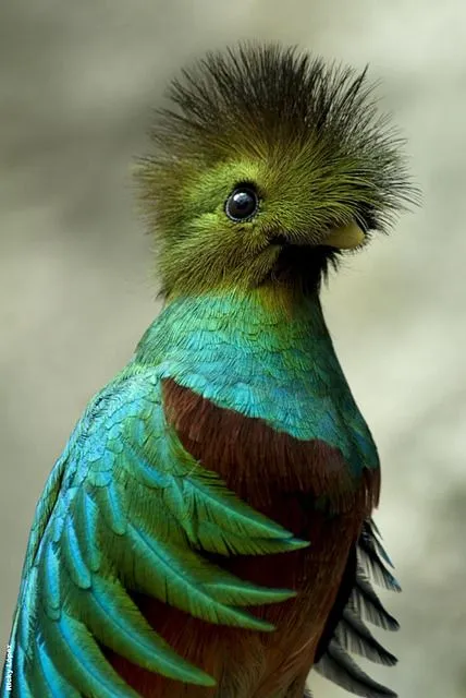 quetzal | Tumblr