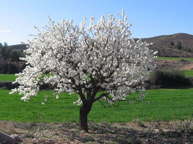 Arboles de flores blancas - Imagui