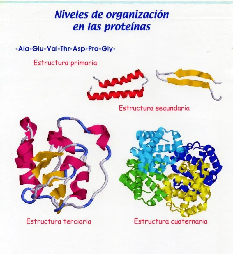 QUÍMICA - CIENCIAS FÍSICAS: Proteínas (