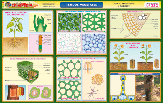 Químico Biólogo : Tejidos Vegetales