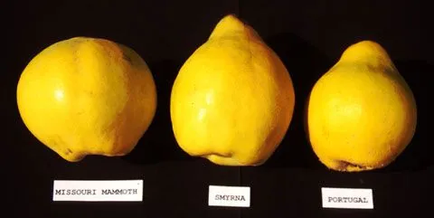 Quince growing | NSW Department of Primary Industries