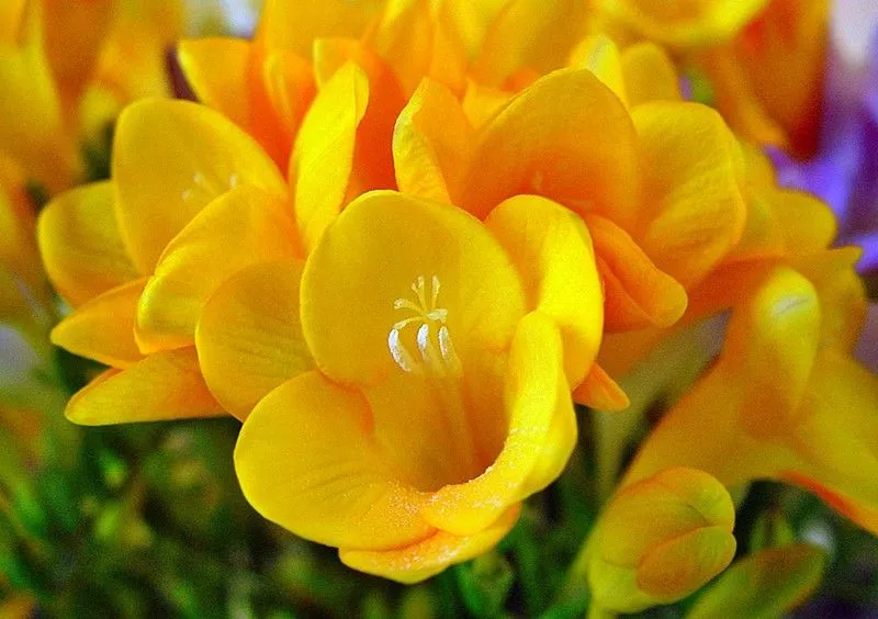 Quinta flor de Primavera | Flickr - Photo Sharing!