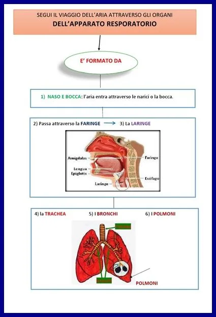 QUINTA A - QUINTA B - Anno scolastico 2012 / 2013: MAPPE ...