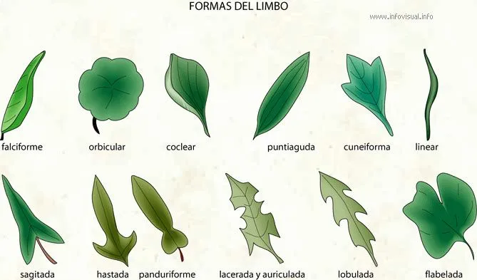 Quinto de Primaria colegio "Santa Isabel": Las partes de la planta