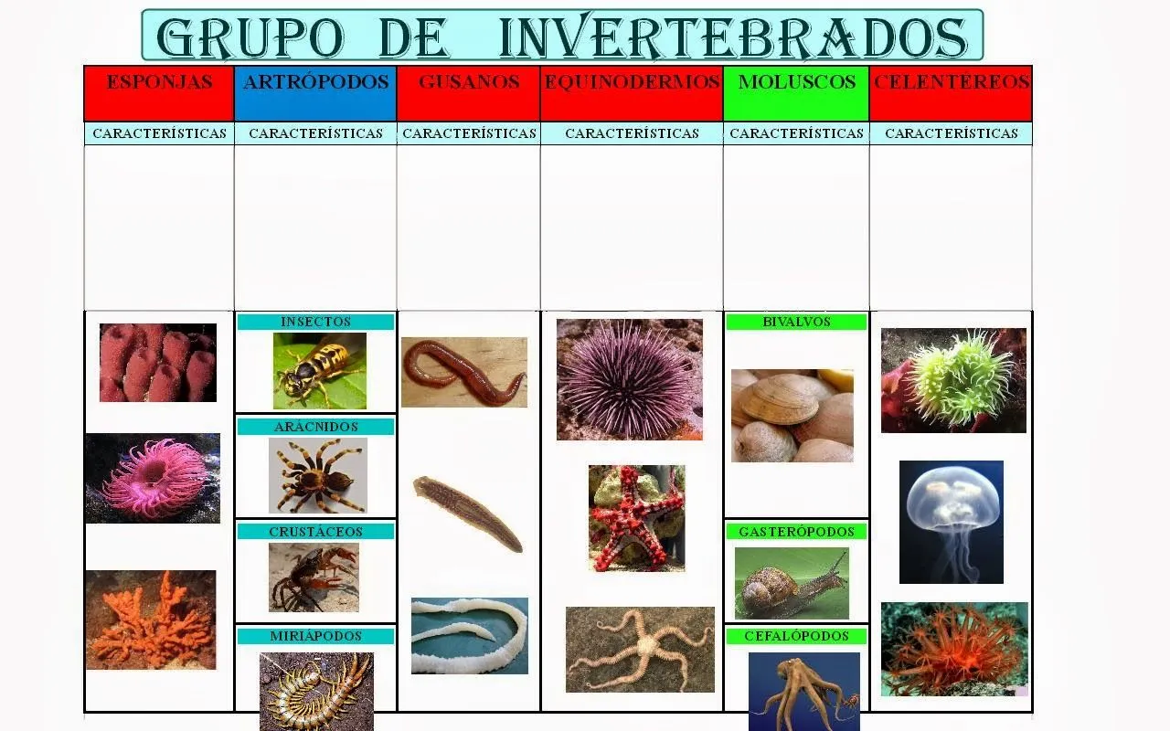 QUINTO RUEDA-SEXTO: Invertebrados.Tema 3