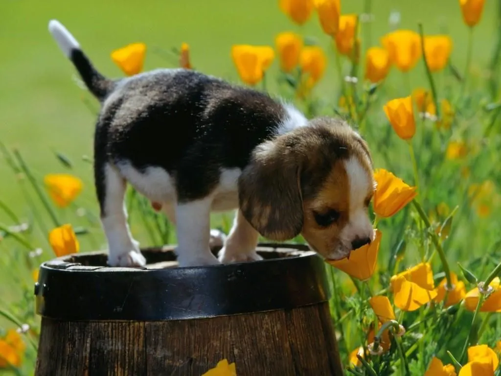 QUISICOSASDEMAGDA: ANUNCIO DE PRIMAVERA