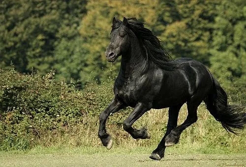 Los caballos mas lindos del mundo - Imagui