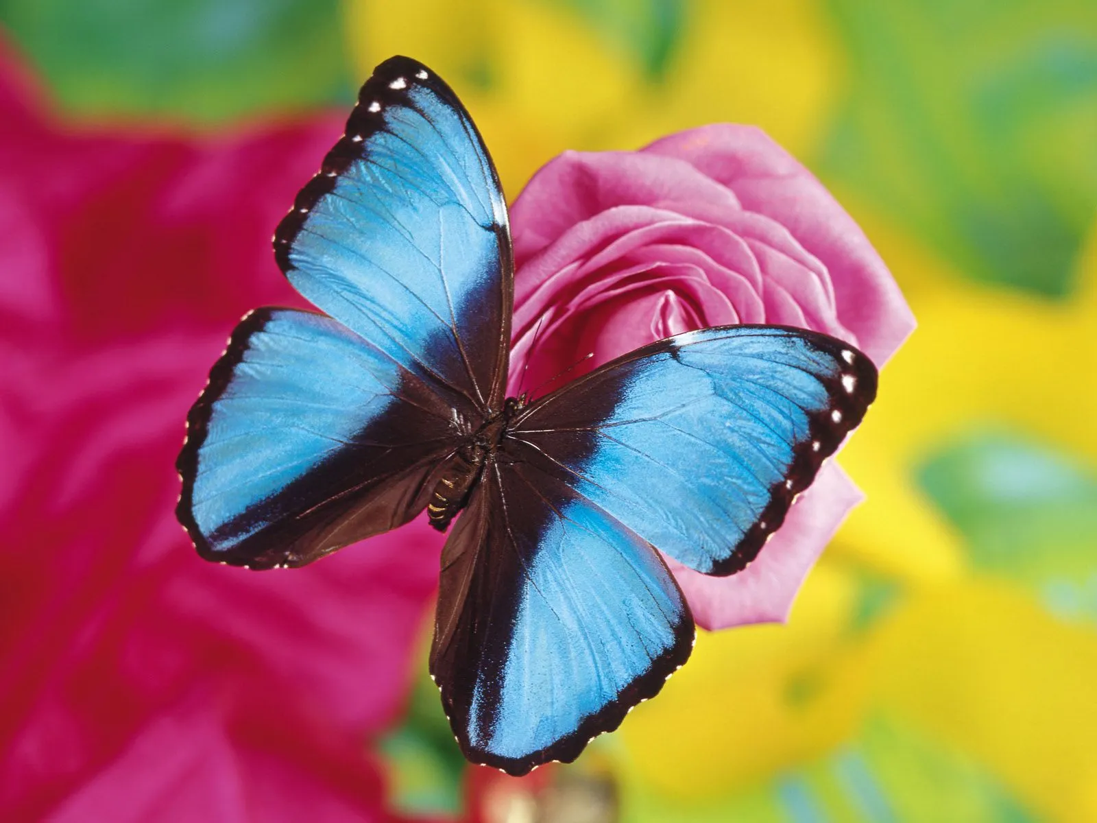 Quotes Car Wallpapers: Beautiful Butterflies Wallpaper Set 2