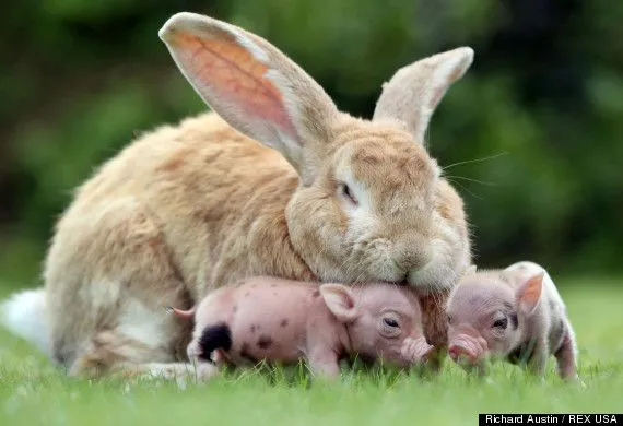 Rabbit and mini pig piglets at Pennywell Farm, Buckfastleigh ...