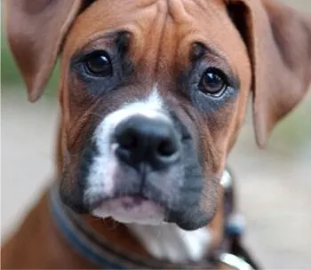 Raças – Boxer « Blog Bom Pra Cachorro