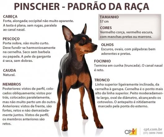 Raças de cachorro - Pinscher (Deutscher Pinscher) - Artigos sobre ...