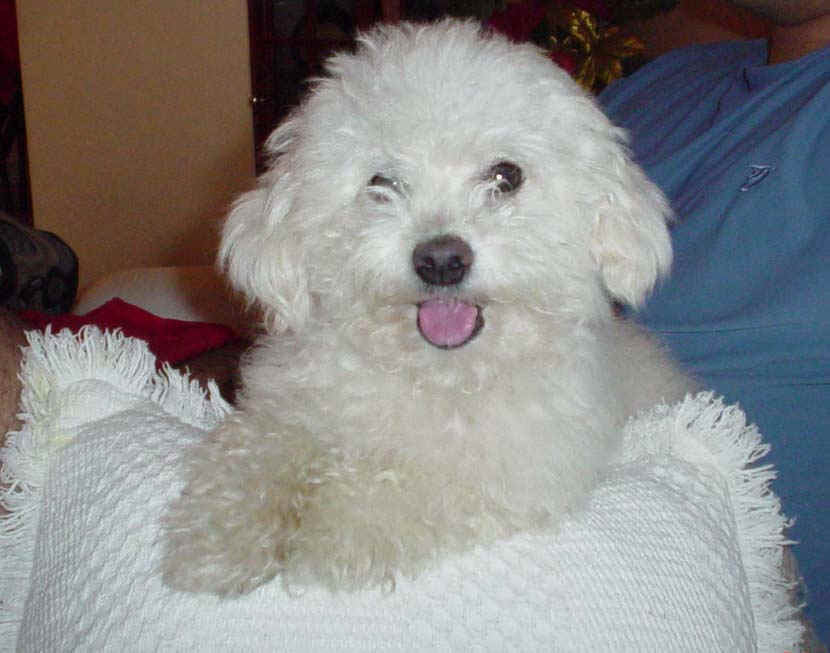 Raças de Cachorros!!!!!: Poodle