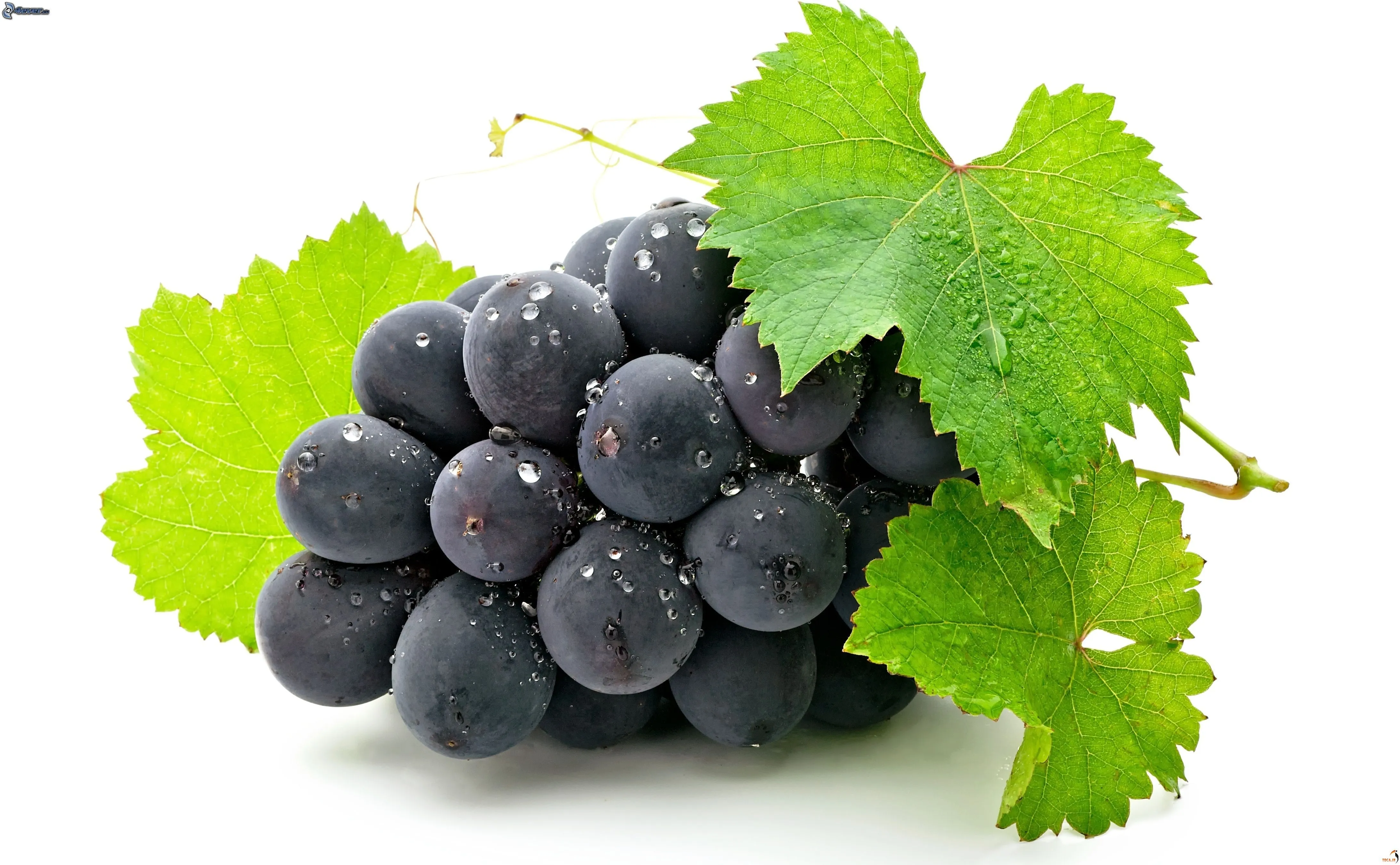 Racimo De Uvas Hojas De Parra Vid Pictures to pin on Pinterest