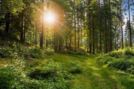 La radiación ultravioleta ayudó a las plantas a conquistar la ...