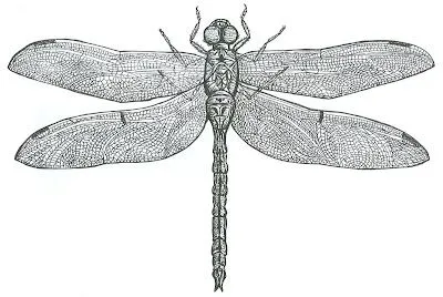 Radio Alfil: La libélula (