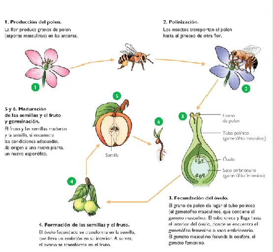 Radio Educa TV: LA VIDA SECRETA DE LAS PLANTAS