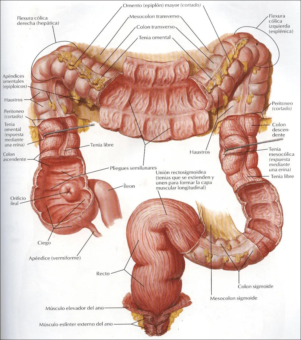 Todo para el Radiologo: INTESTINO GRUESO