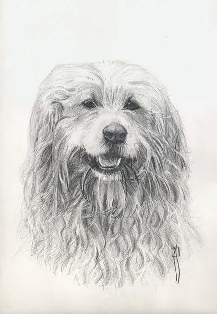 Dibujos de perro a lapiz - Imagui