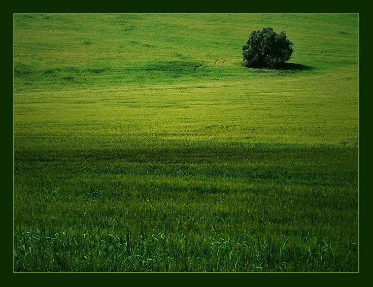 Rafa: Te quiero, verde