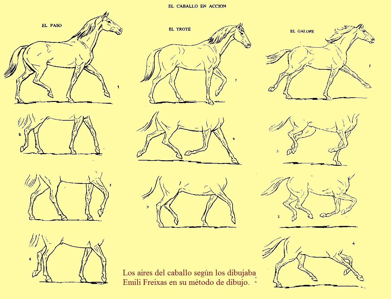 rails i ferradures: Paso, trote y galope, los aires del caballo en ...