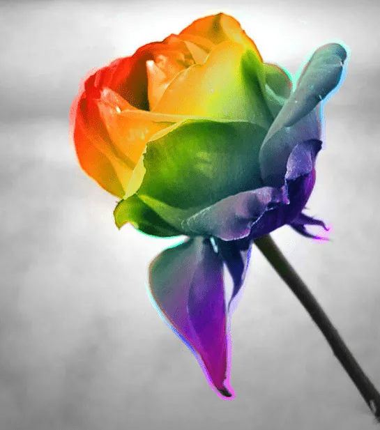 Rainbow Rose Colour Splash by kotaa on DeviantArt