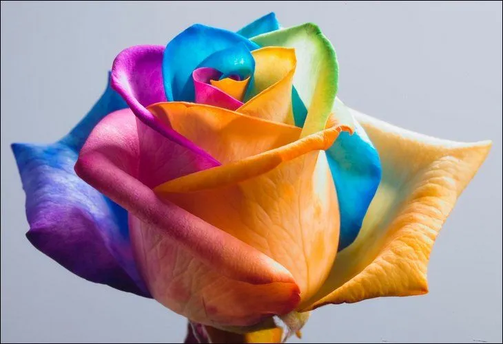 Rainbow Roses: All Colors in One Rose - General Discussion ...