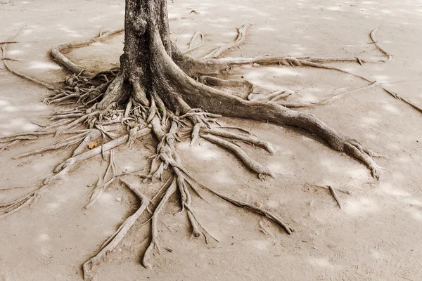 raíz del árbol en la tierra seca — Foto stock © leungchopan #29333447