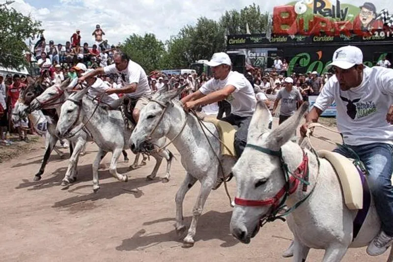 Rally Mundial de burros en Mina Clavero - Télam - Agencia Nacional ...