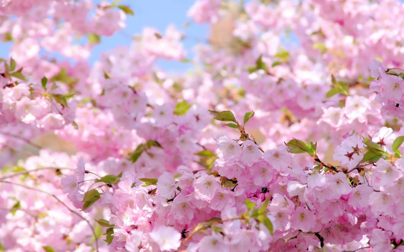 Ramas de un arbol lleno de flores rosadas | wallpapernarium