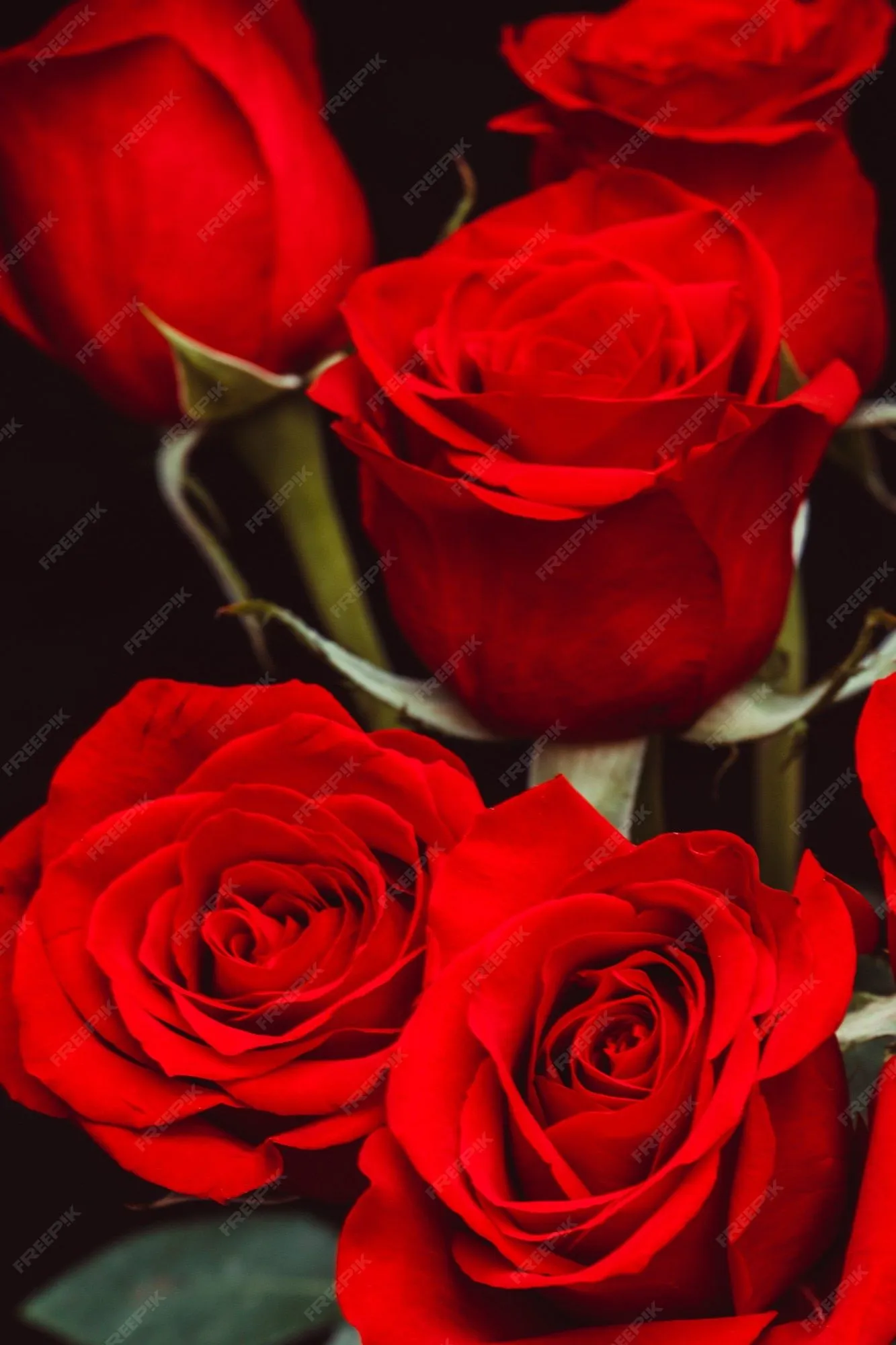 Ramo de hermosas rosas rojas sobre un fondo negro | Foto Premium