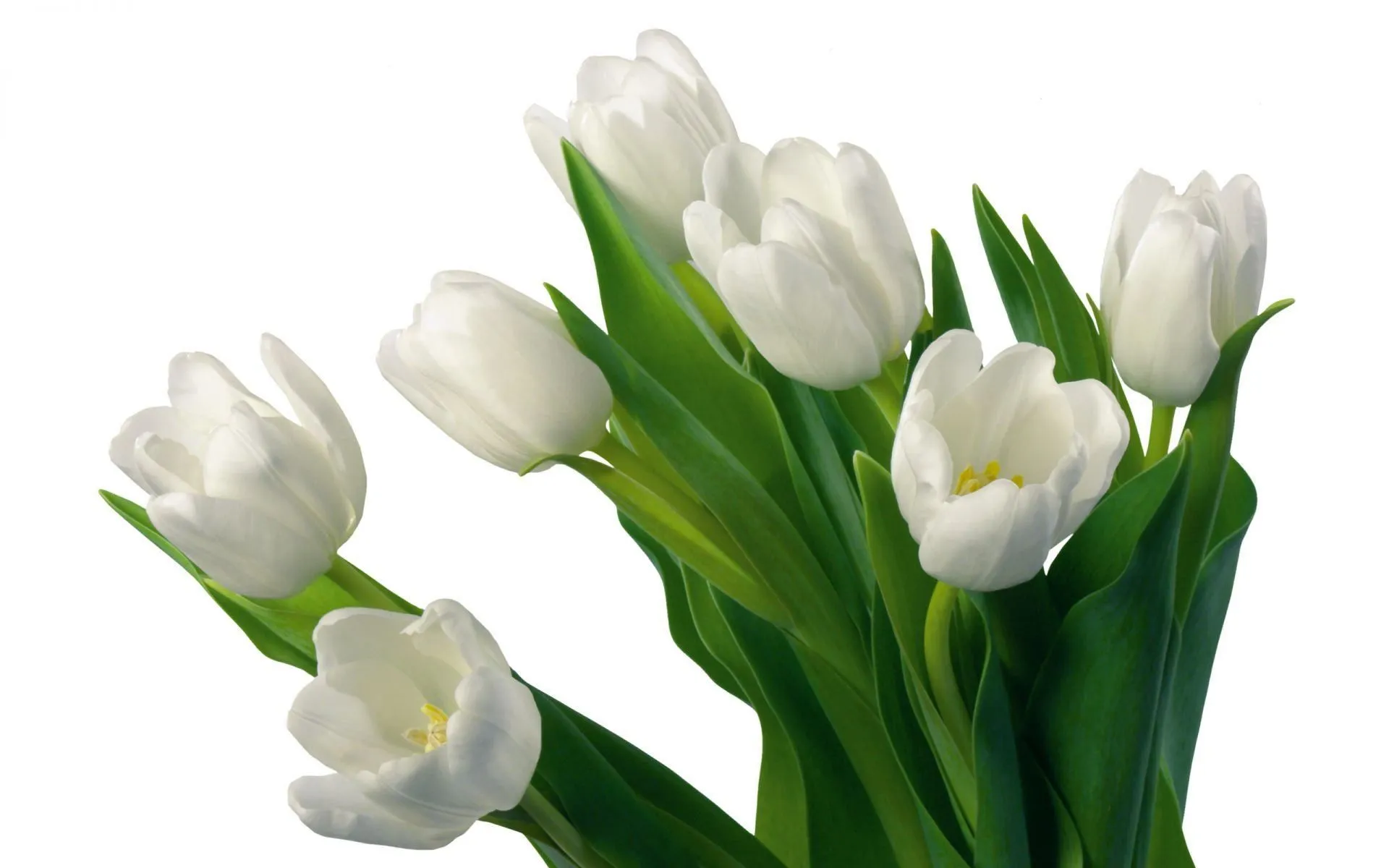 Ramo de tulipanes blancos - 1920x1200 Wallpaper pictures for desktop